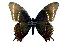 PAPILIO DIAZI HIBRID 